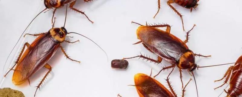 三大害虫对人类有什么危害