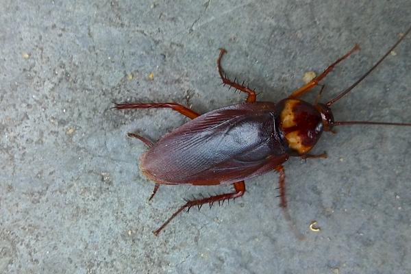 三大害虫对人类的危害,都会传播多种病菌