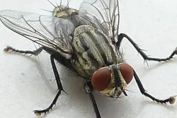 三大害虫对人类的危害,都会传播多种病菌