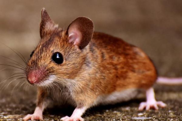 三大害虫对人类的危害,都会传播多种病菌