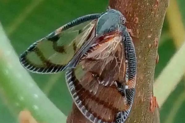 三大害虫对人类的危害,都会传播多种病菌