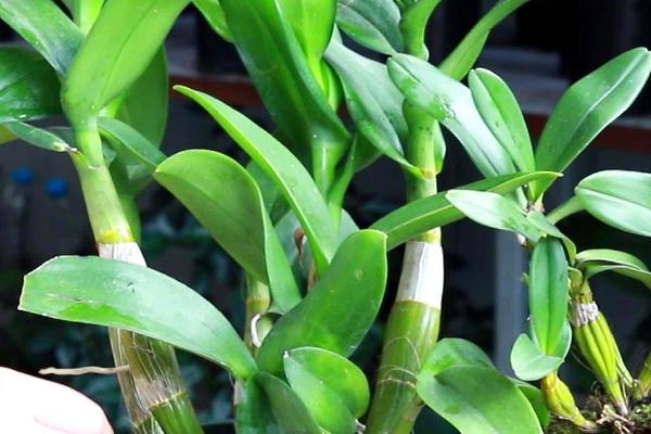 石斛养殖注意事项,不要过多浇水或者施肥