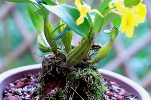 石斛养殖注意事项,不要过多浇水或者施肥