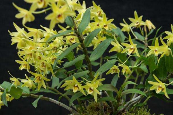 石斛养殖注意事项,不要过多浇水或者施肥