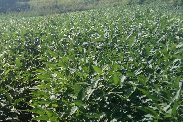 濮豆103大豆种子介绍,夏大豆普通型品种