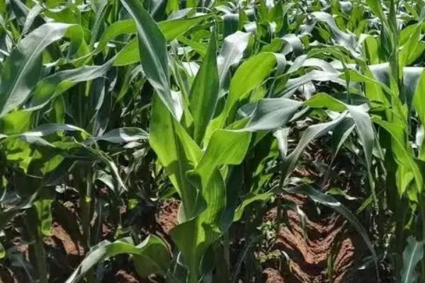 高康707玉米种子简介,生育期125.2天