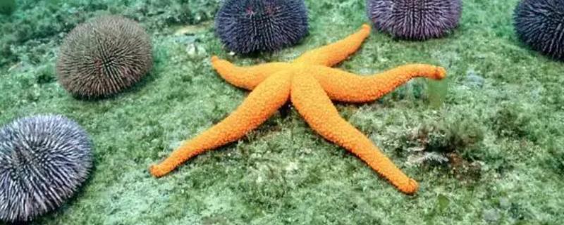 海星的进食方式