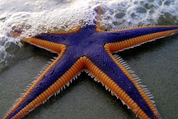 海星的进食方式,会伸出胃袋包裹猎物、然后慢慢消化