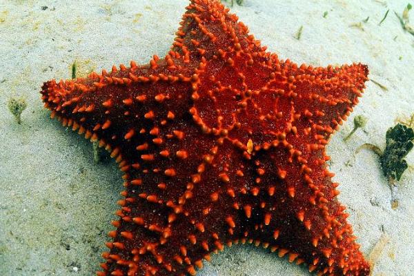 海星的进食方式,会伸出胃袋包裹猎物、然后慢慢消化