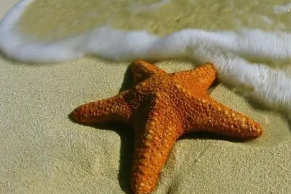 海星的进食方式,会伸出胃袋包裹猎物、然后慢慢消化