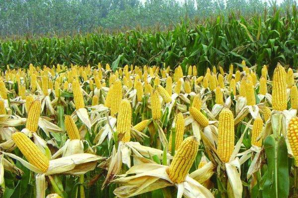 联丰1号玉米种子介绍,生育期106.0天