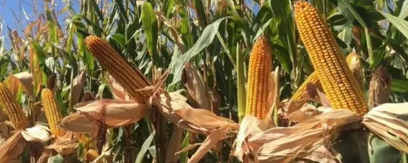 恩单1895玉米种子特征特性