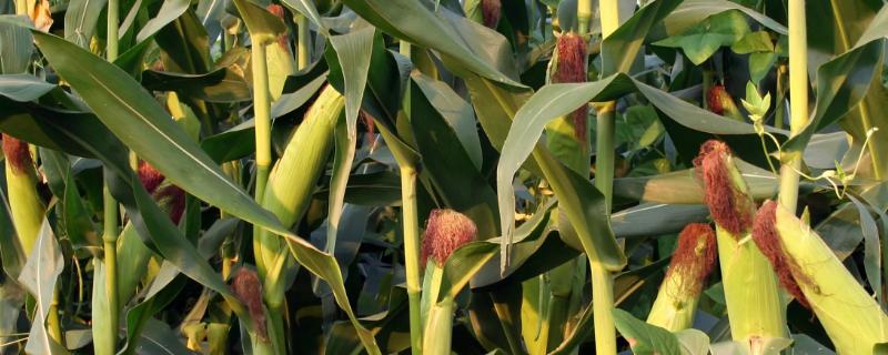 信甜雪糯玉米种子简介