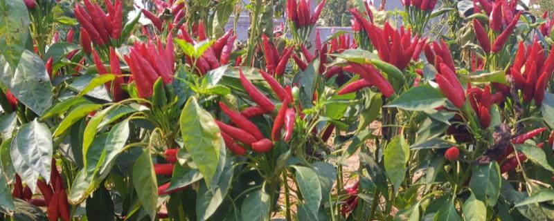 朝天椒有没有种子