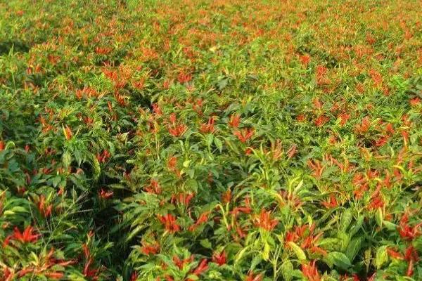 朝天椒有没有种子,内含种子可用来播种