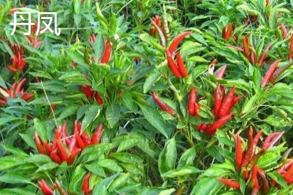 朝天椒有没有种子,内含种子可用来播种