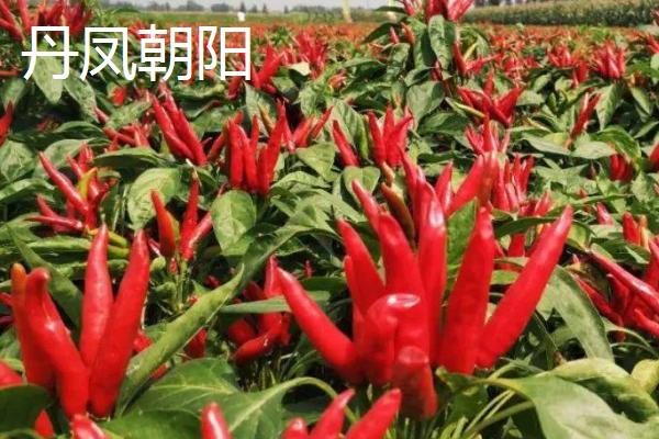 朝天椒有没有种子,内含种子可用来播种