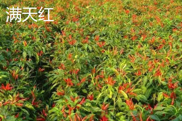 朝天椒有没有种子,内含种子可用来播种