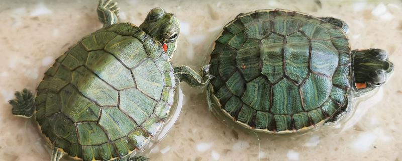 如何对巴西龟喂食