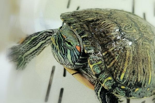 如何对巴西龟喂食,需要放入水中后再饲喂