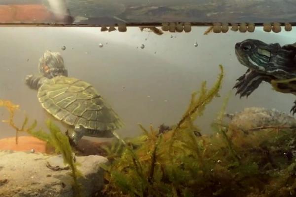 如何对巴西龟喂食,需要放入水中后再饲喂