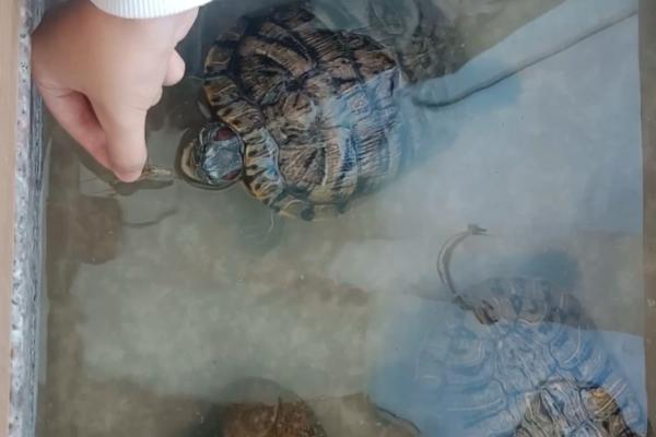 如何对巴西龟喂食,需要放入水中后再饲喂