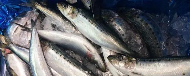 沙丁鱼是不是无鳞鱼