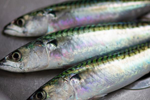 沙丁鱼是不是无鳞鱼,属于无鳞鱼但其实有细小的鳞片