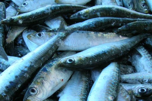 沙丁鱼是不是无鳞鱼,属于无鳞鱼但其实有细小的鳞片