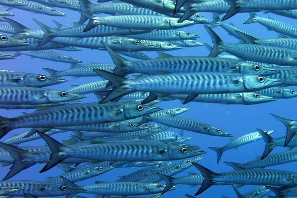 沙丁鱼是不是无鳞鱼,属于无鳞鱼但其实有细小的鳞片