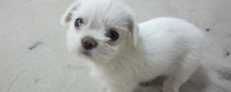 让狗狗长寿的方法