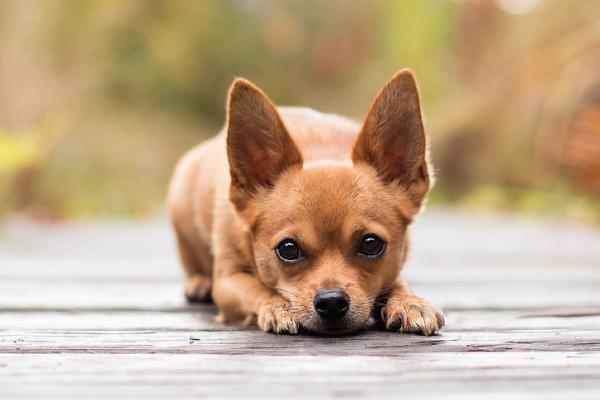 让狗狗长寿的方法,定期驱虫、做好护理工作可延长寿命