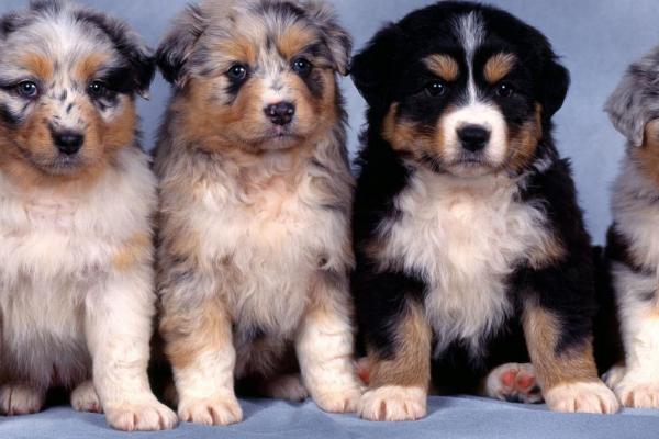 让狗狗长寿的方法,定期驱虫、做好护理工作可延长寿命