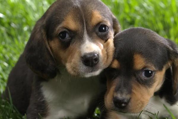 让狗狗长寿的方法,定期驱虫、做好护理工作可延长寿命