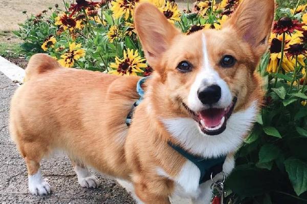 让狗狗长寿的方法,定期驱虫、做好护理工作可延长寿命