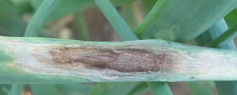 怎么防治洋葱紫斑病