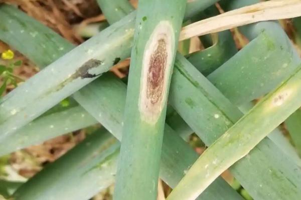 怎么防治洋葱紫斑病,发病后可喷施代森锰锌等药剂