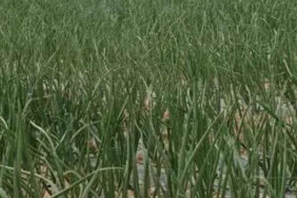 怎么防治洋葱紫斑病,发病后可喷施代森锰锌等药剂