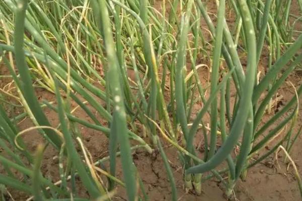 怎么防治洋葱紫斑病,发病后可喷施代森锰锌等药剂