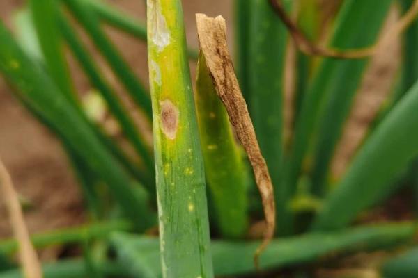 怎么防治洋葱紫斑病,发病后可喷施代森锰锌等药剂