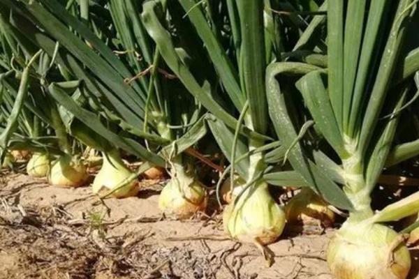 怎么防治洋葱紫斑病,发病后可喷施代森锰锌等药剂