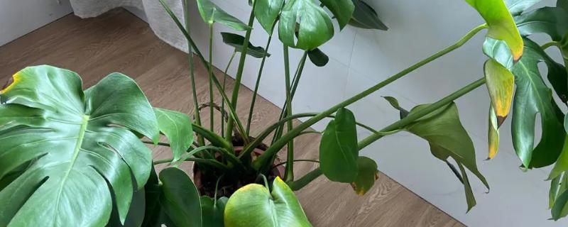 龟背竹发黑的原因