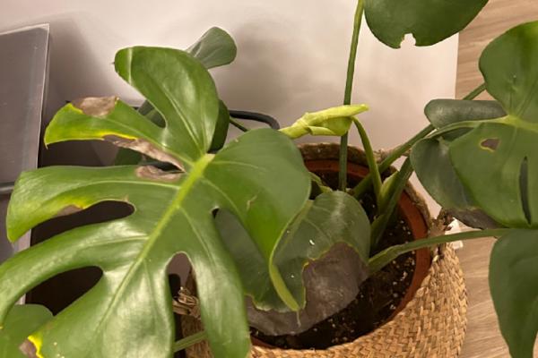 龟背竹发黑的原因,可能是根部腐烂、温度过低等因素所导致