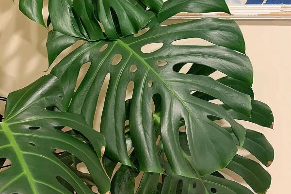 龟背竹发黑的原因,可能是根部腐烂、温度过低等因素所导致