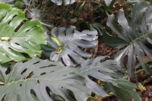 龟背竹发黑的原因,可能是根部腐烂、温度过低等因素所导致