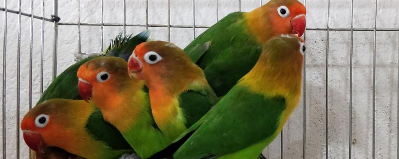 阳台上的牡丹鹦鹉怕不怕晒