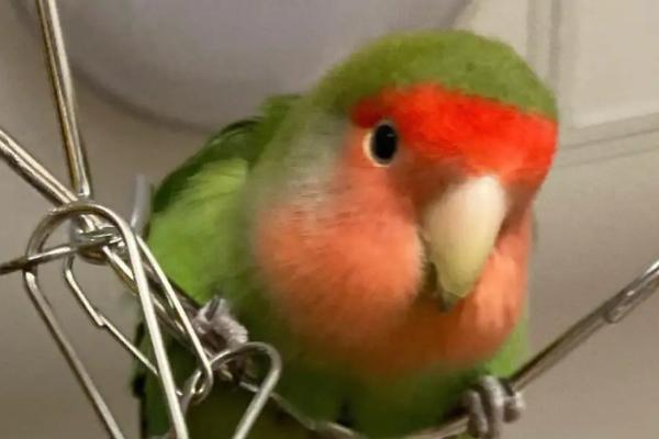 阳台上的牡丹鹦鹉怕不怕晒,具有耐热怕寒的特点、一般不怕晒