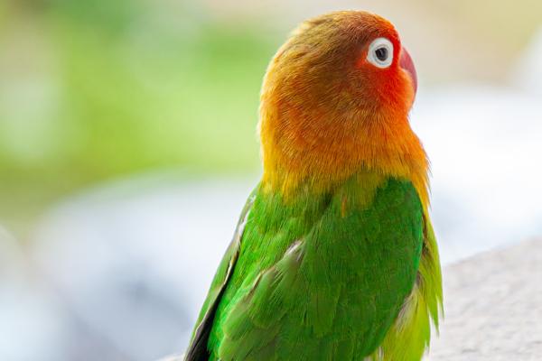 阳台上的牡丹鹦鹉怕不怕晒,具有耐热怕寒的特点、一般不怕晒