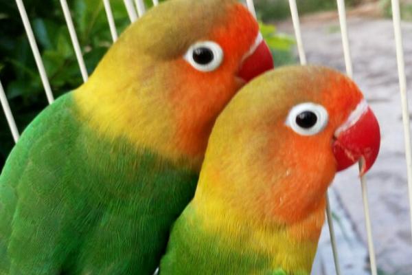 阳台上的牡丹鹦鹉怕不怕晒,具有耐热怕寒的特点、一般不怕晒