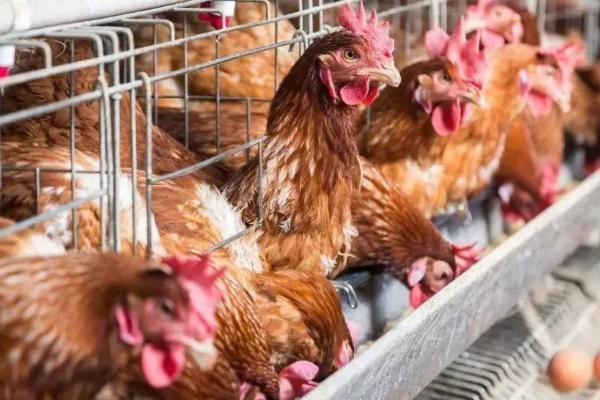 蛋鸡吃什么下蛋多,含较多蛋白质的饲料能提高产蛋量